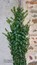 Hedera helix