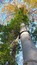 Hedera helix