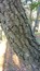 Hedera helix