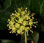 Hedera helix
