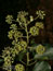 Hedera helix
