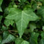 Hedera helix