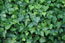 Hedera helix