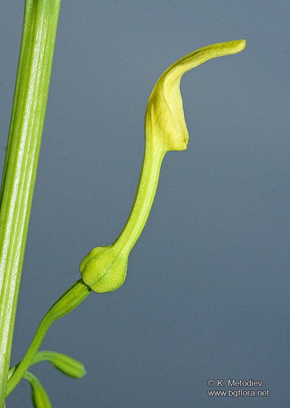 Aristolochia clematitis