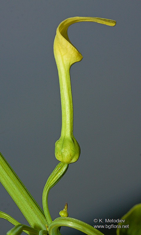 Aristolochia clematitis