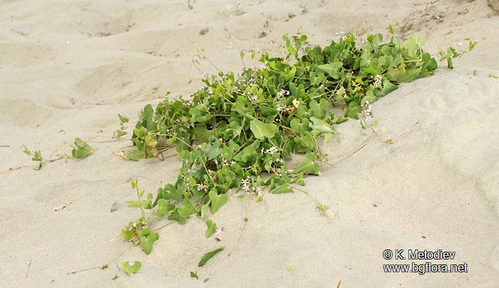 Cynanchum acutum