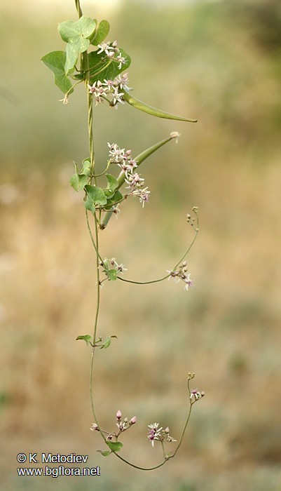 Cynanchum acutum