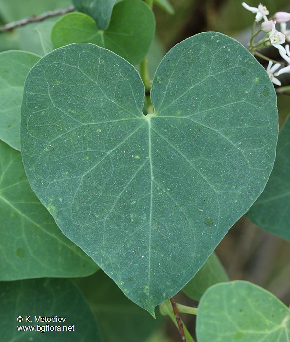 Cynanchum acutum