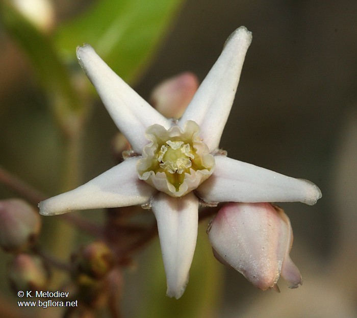 Cynanchum acutum