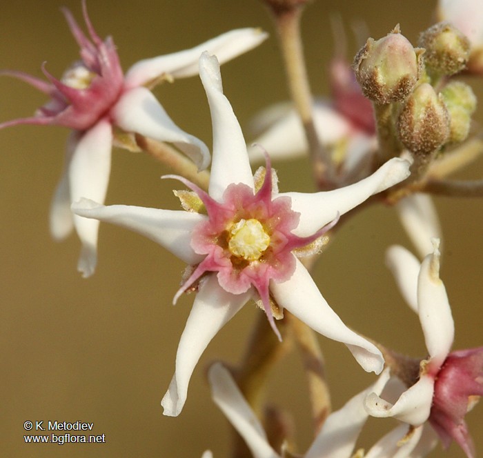 Cynanchum acutum