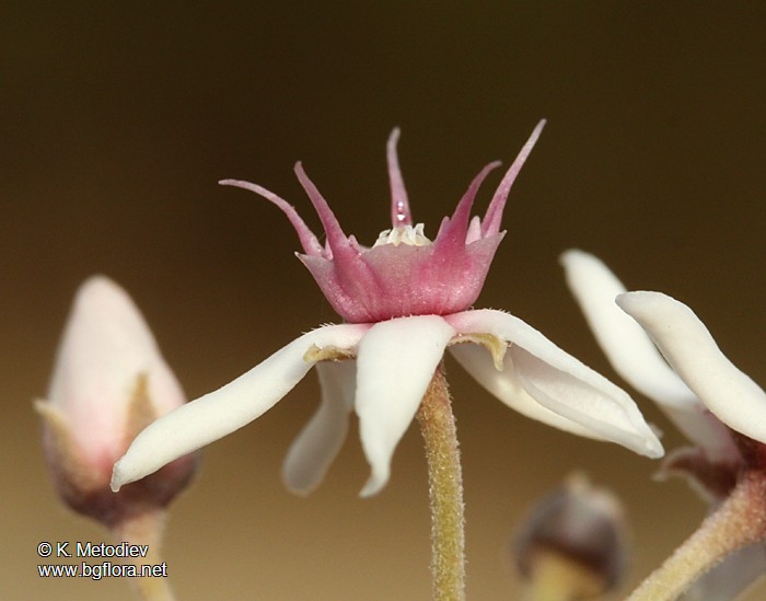 Cynanchum acutum