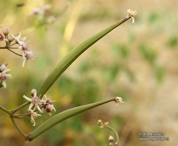 Cynanchum acutum