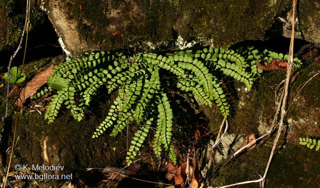 Asplenium trichomanes