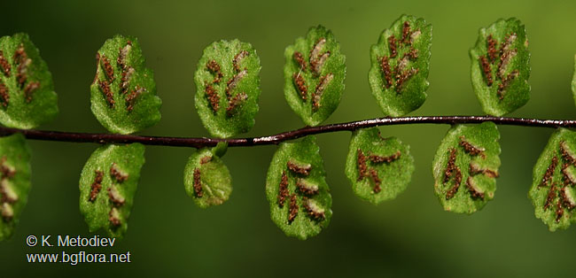Asplenium trichomanes