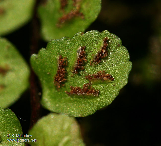 Asplenium trichomanes