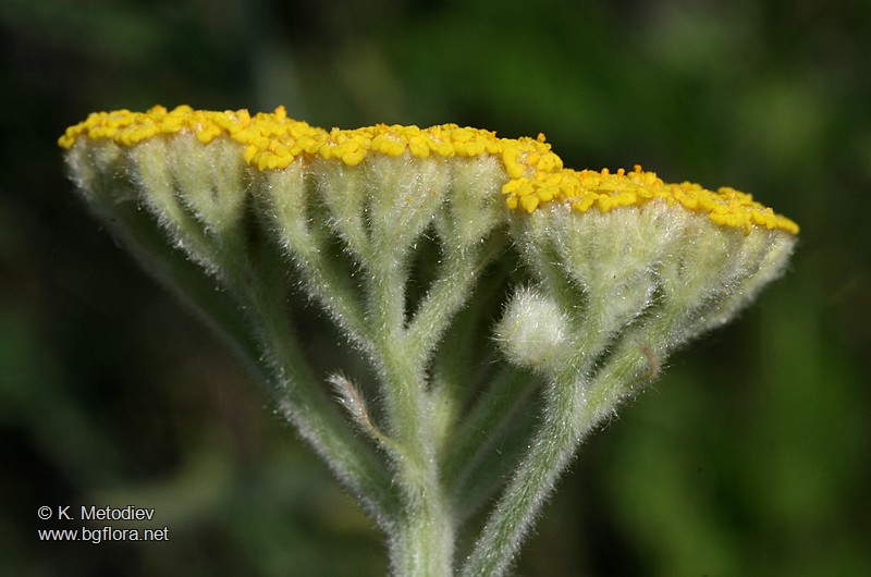 Achillea coarctata
