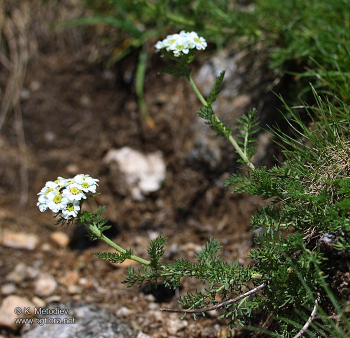 Achillea multifida