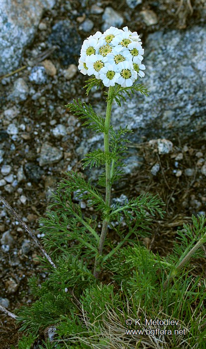 Achillea multifida