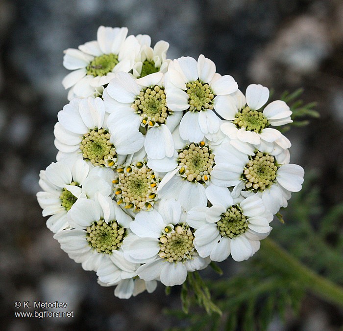 Achillea multifida