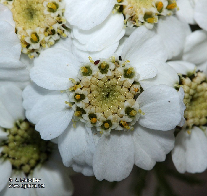 Achillea multifida