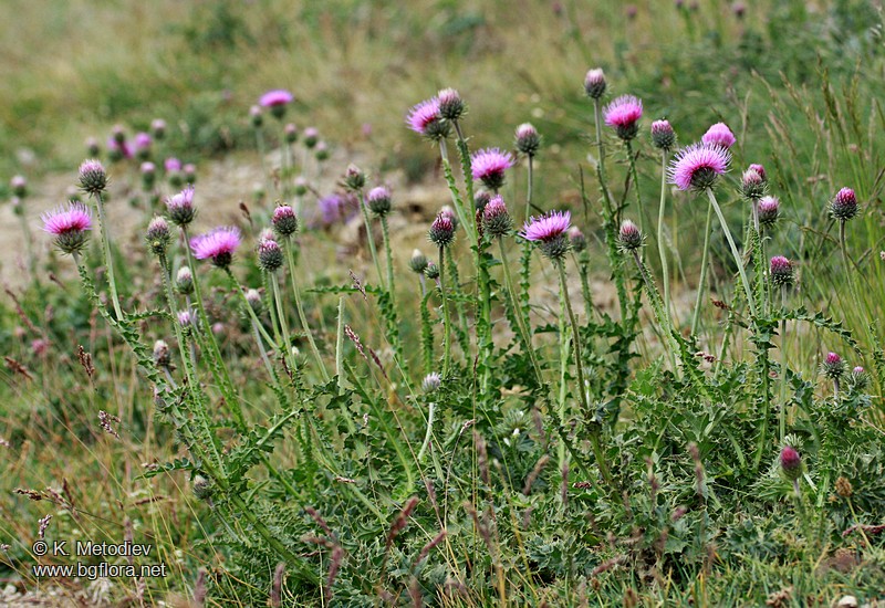 Carduus kerneri