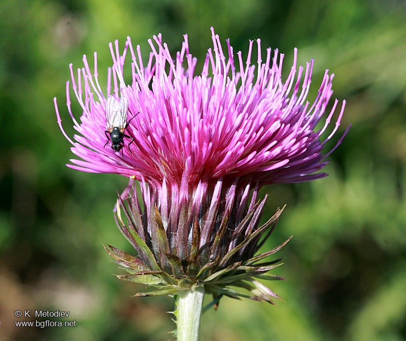 Carduus kerneri