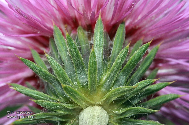 Carduus kerneri