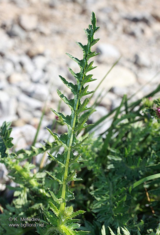 Carduus kerneri