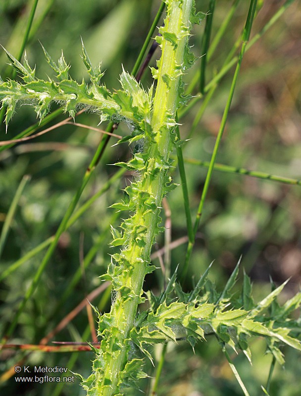 Carduus kerneri