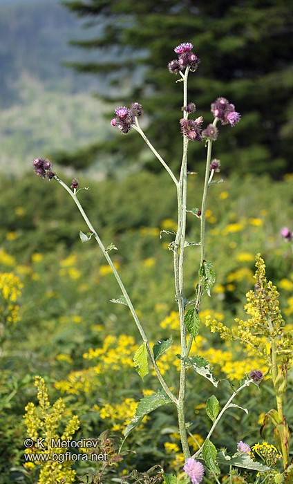 Carduus personata