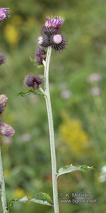 Carduus personata