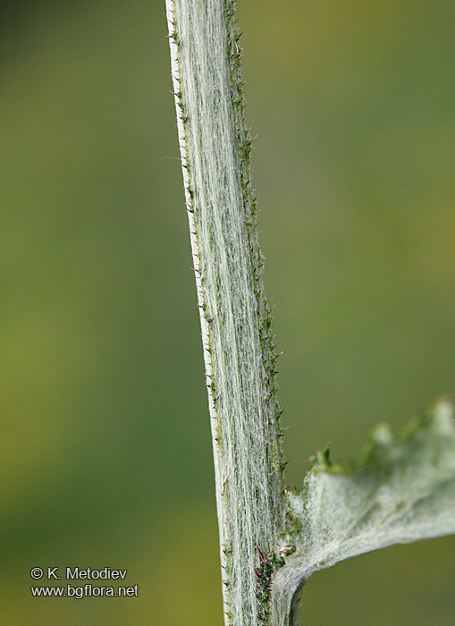 Carduus personata