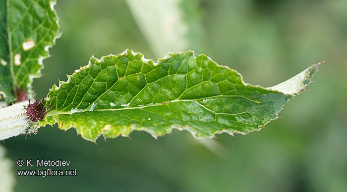 Carduus personata