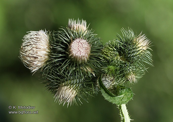 Carduus personata