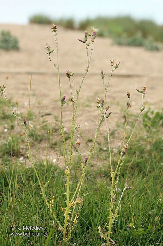 Carduus pycnocephalus