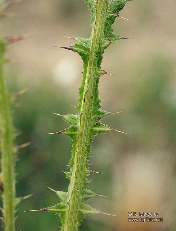 Carduus pycnocephalus