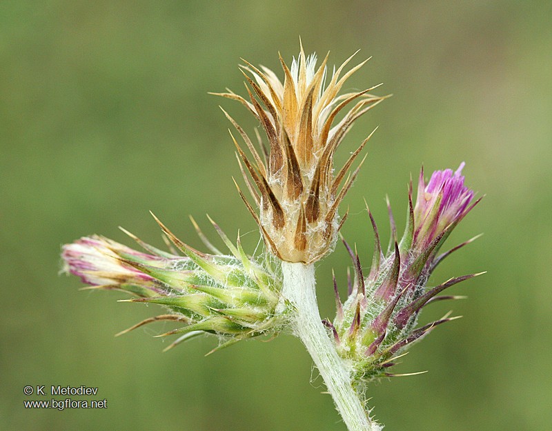 Carduus pycnocephalus
