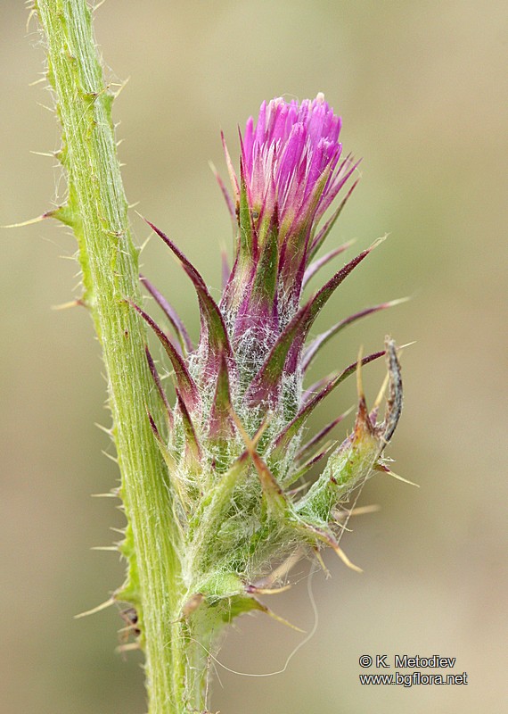 Carduus pycnocephalus