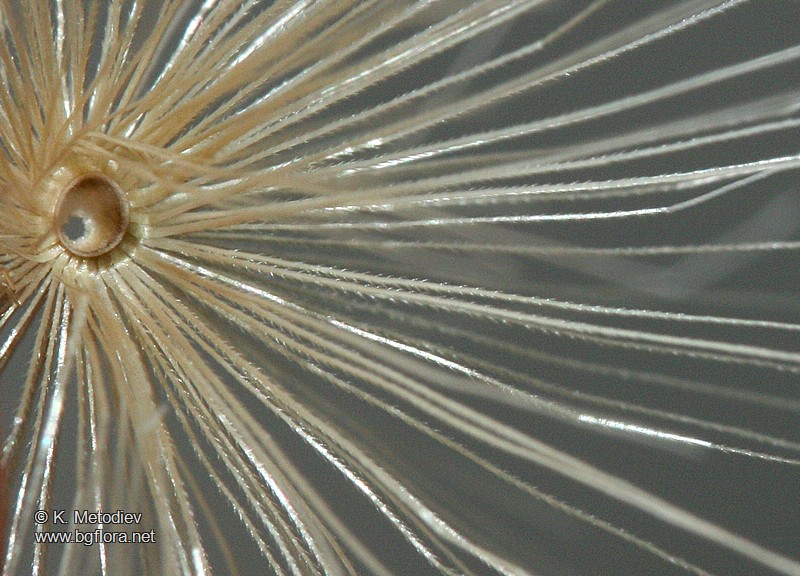 Carduus pycnocephalus
