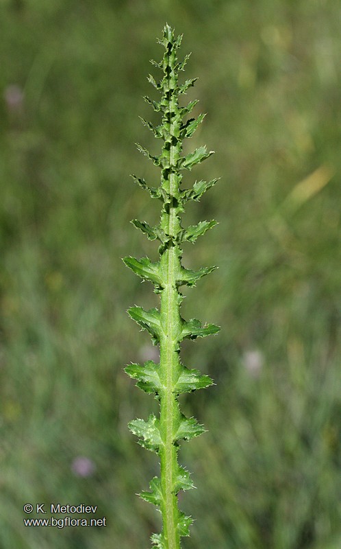 Carduus rhodopaeus