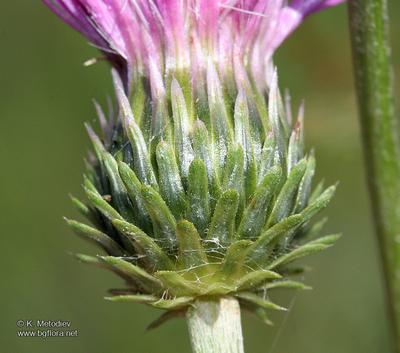 Carduus rhodopaeus
