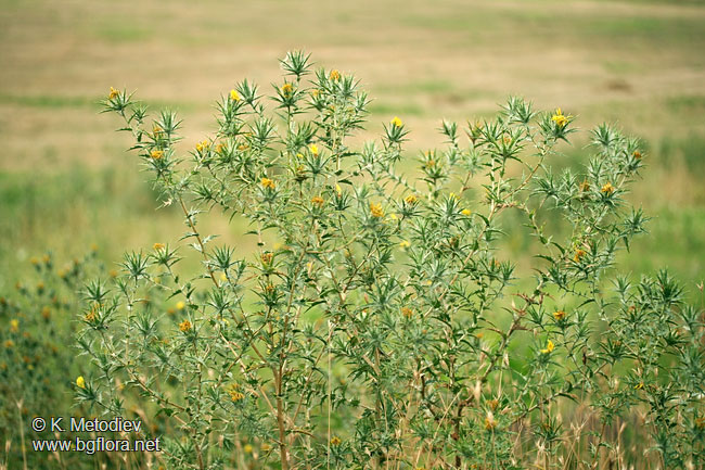 Carthamus lanatus