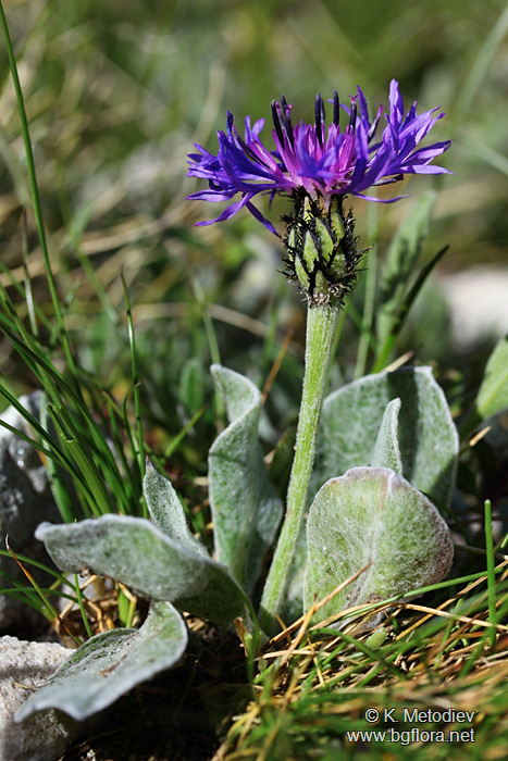 Centaurea achtarovii