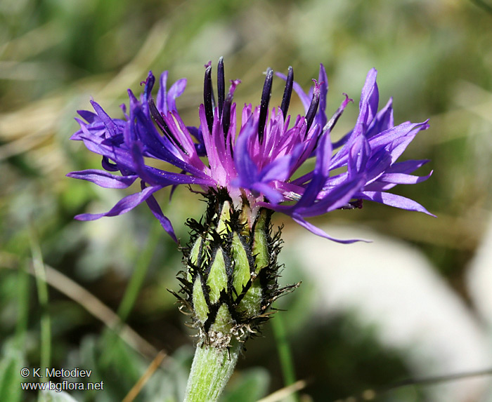 Centaurea achtarovii