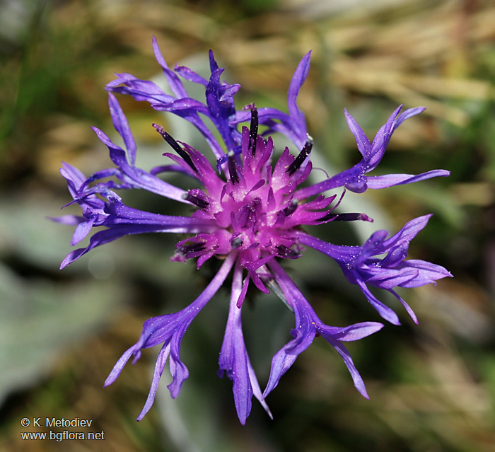 Centaurea achtarovii