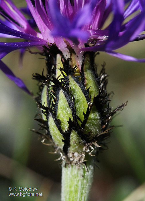 Centaurea achtarovii