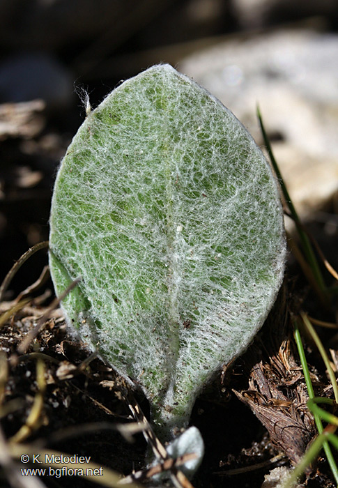Centaurea achtarovii