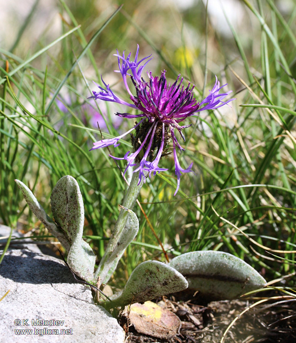Centaurea achtarovii