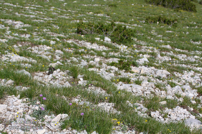 Centaurea achtarovii
