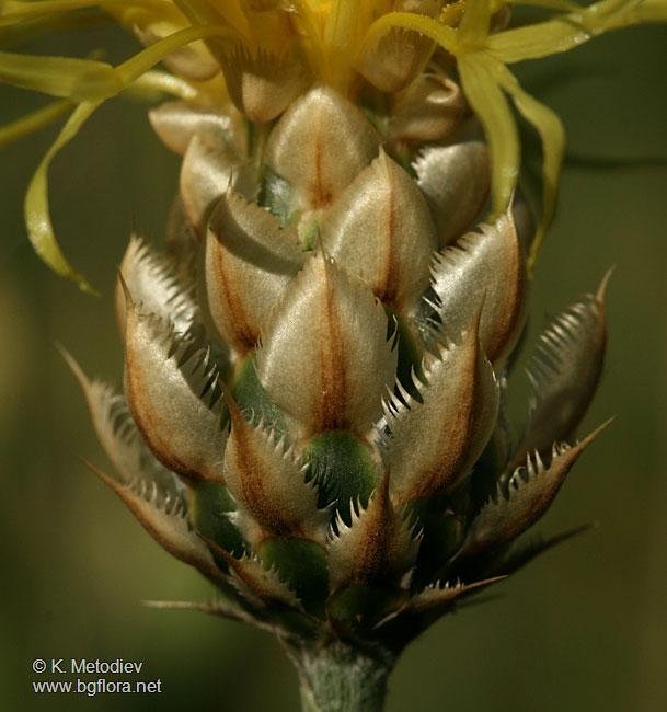 Centaurea orientalis